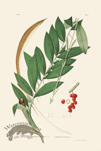 Rodrigues Palm Front 006